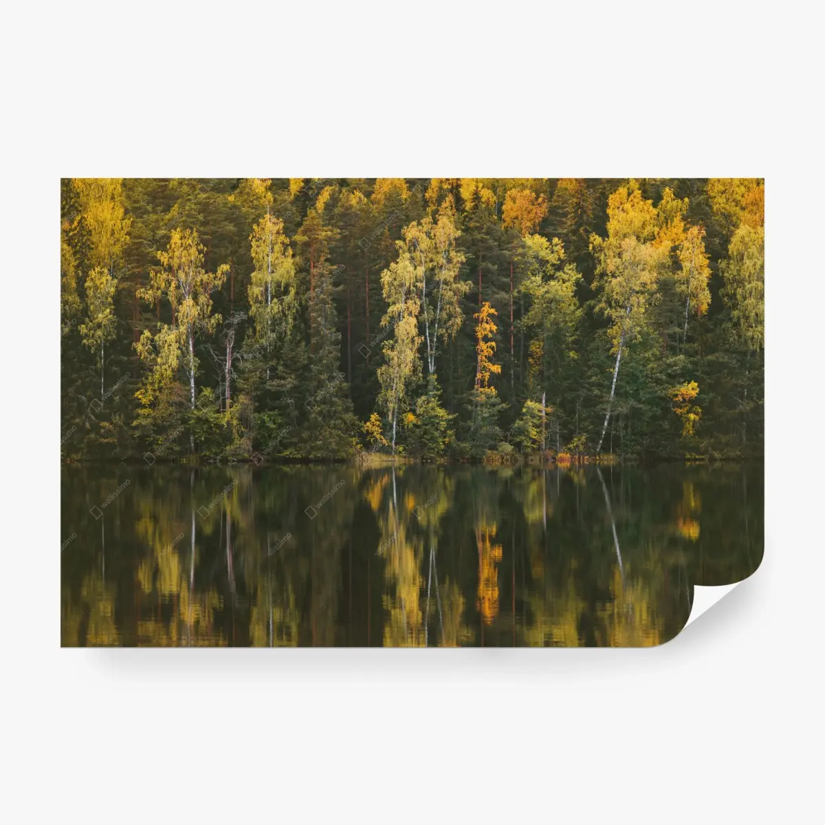 Fototapete herbstwald spiegelung im see – Pixers®