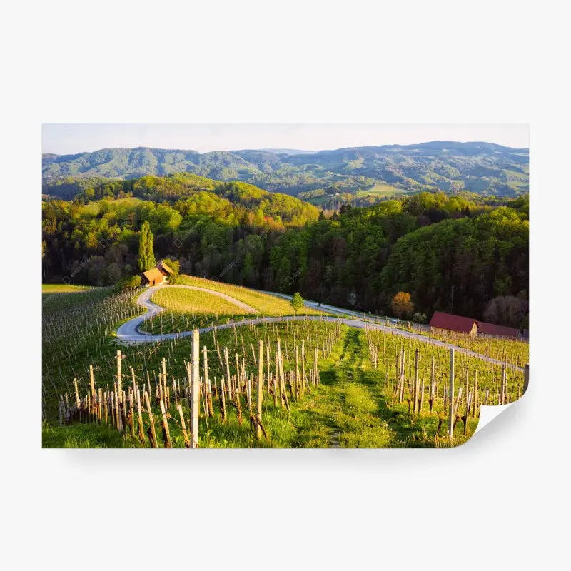 Fototapete sonnenüberflutete weinberge mit geschwungener straße