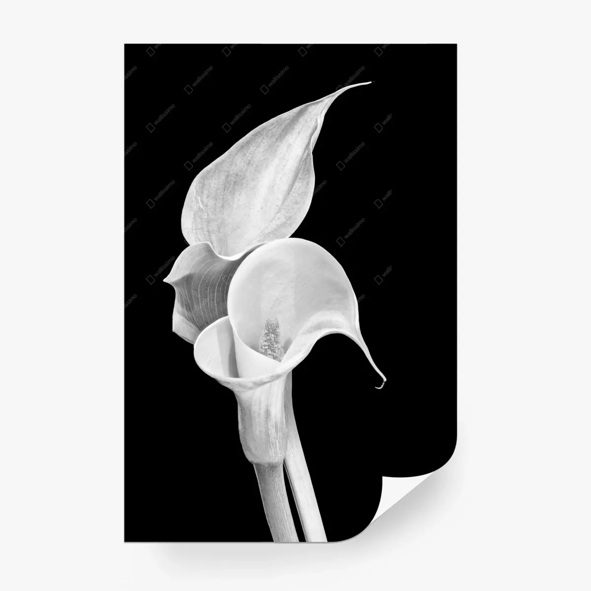 Fototapete weiße calla in monochrom – Pixers®