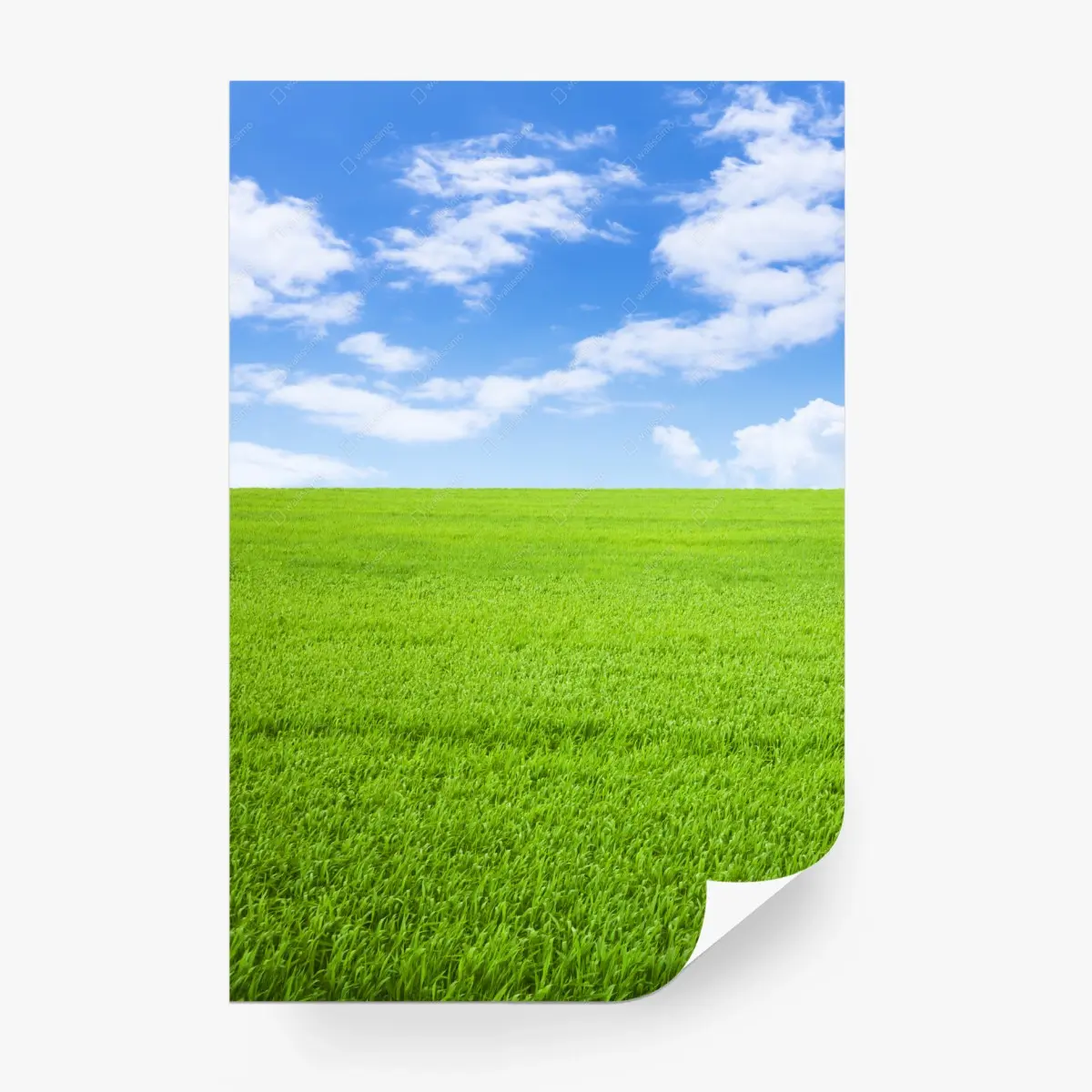 Fototapete endlose grüne wiese unter blauem himmel – Pixers®