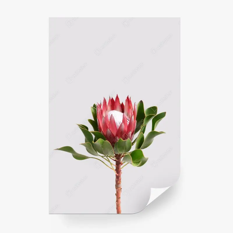 Fototapete rosa protea auf neutralem hintergrund