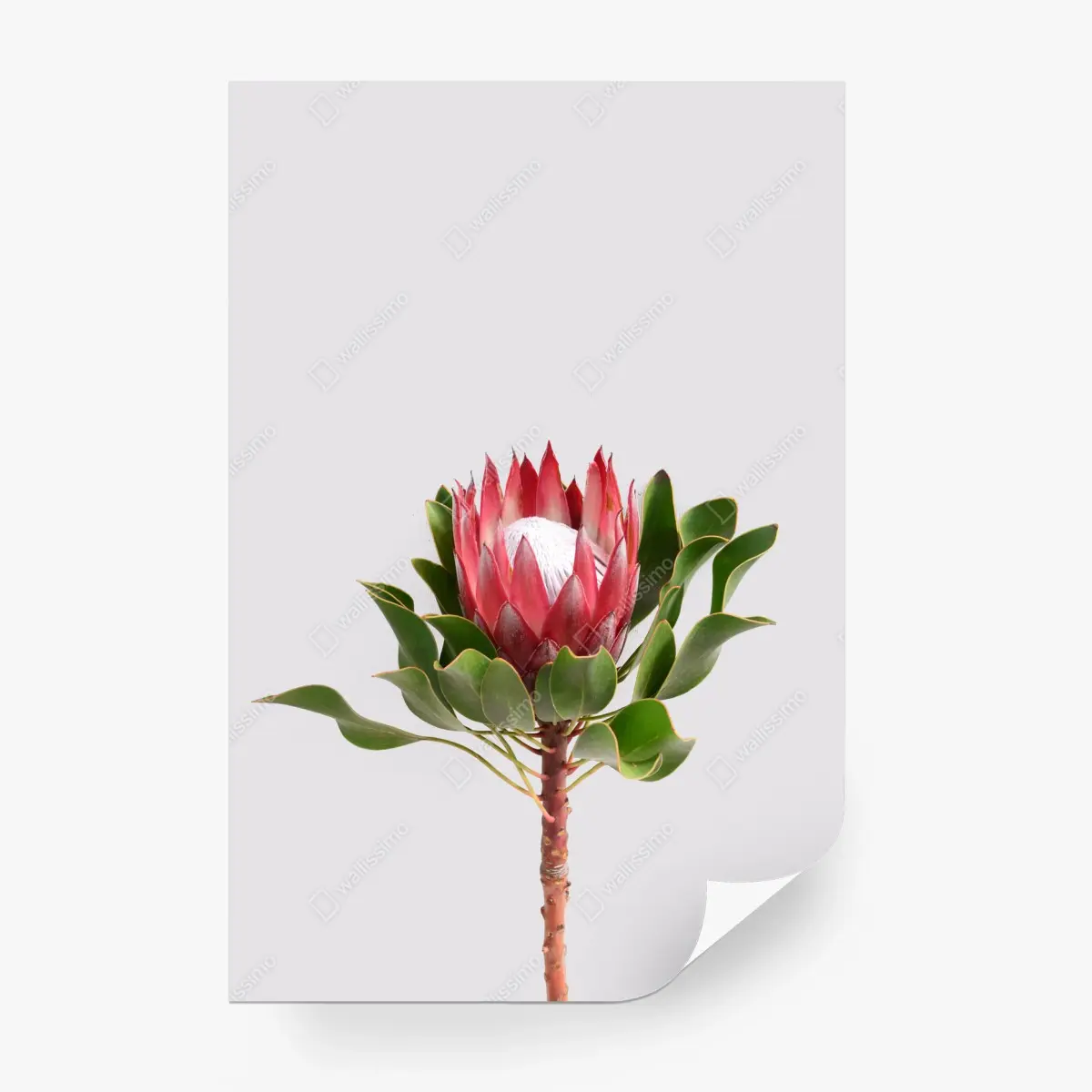 Fototapete rosa protea auf neutralem hintergrund – Pixers®