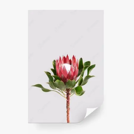 Fototapete rosa protea auf neutralem hintergrund – Pixers®