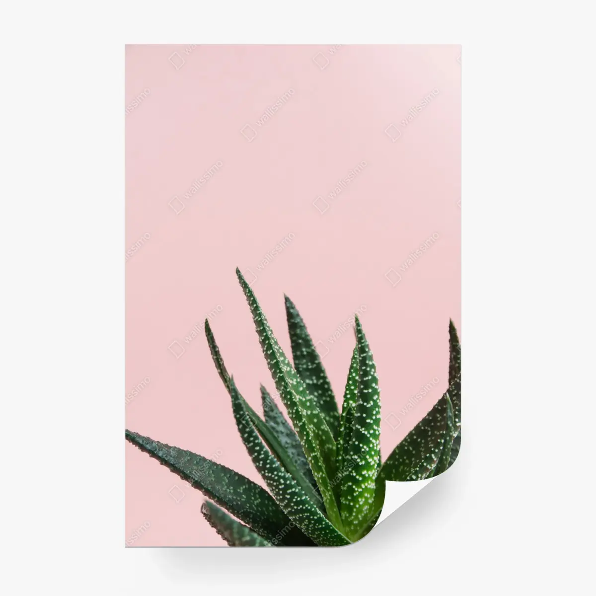 Fototapete grüner aloes auf rosa hintergrund – Pixers®
