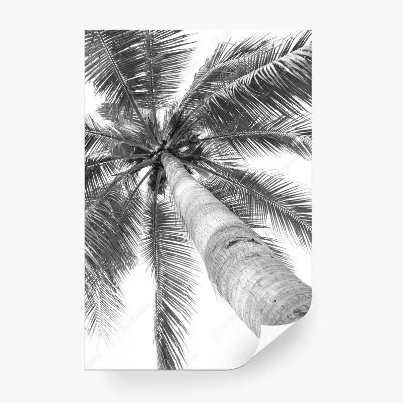 Fototapete monochrome palme aus der froschperspektive