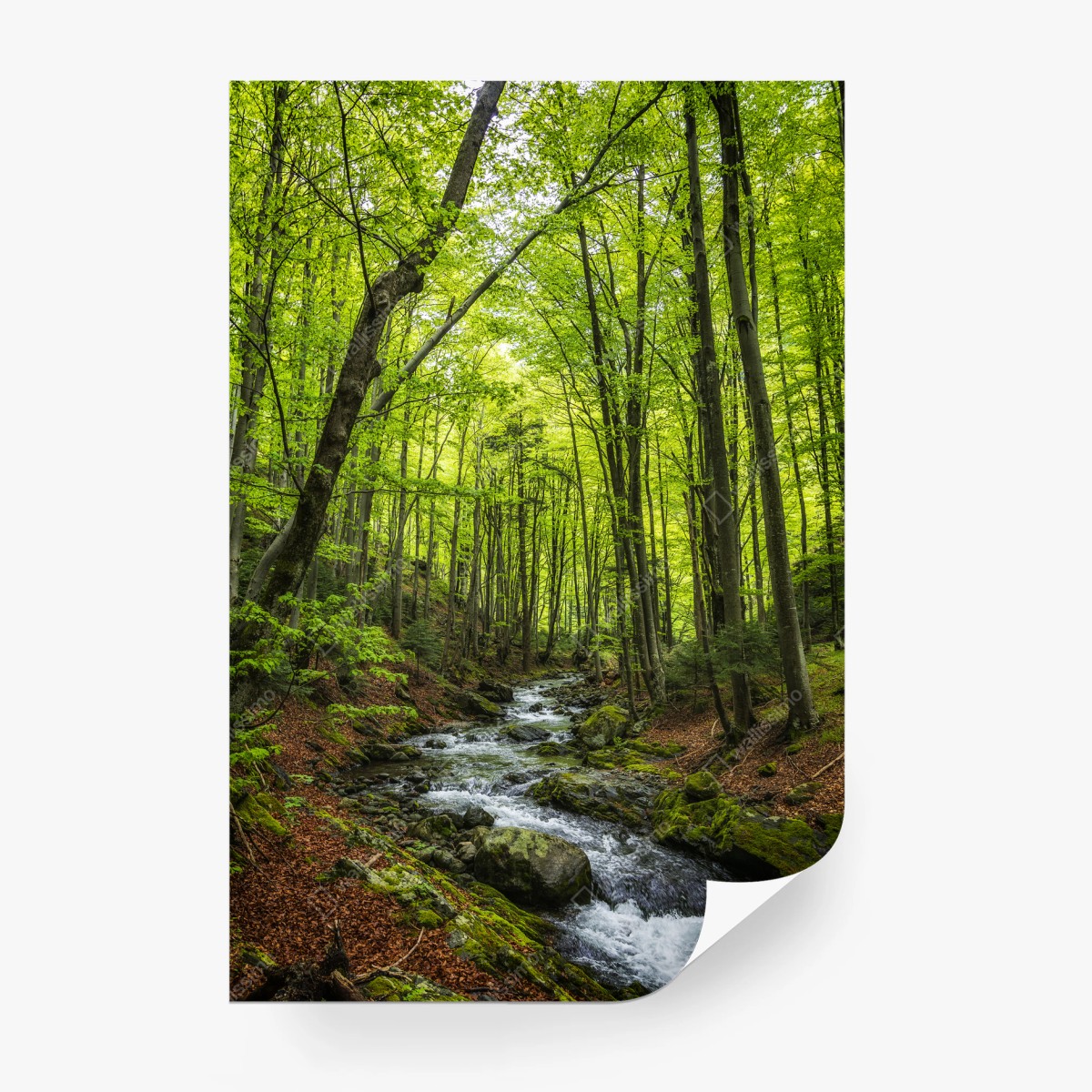Fototapete ruhiger grüner waldbach – Pixers®
