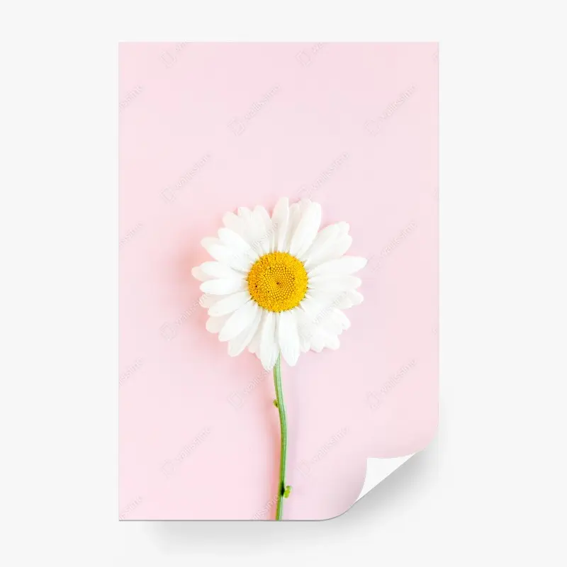 Fototapete weißes gänseblümchen auf pastellrosa hintergrund