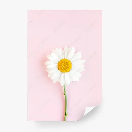 Fototapete weißes gänseblümchen auf pastellrosa hintergrund – Pixers®
