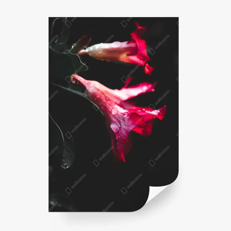Fototapete rosa trompetenblume mit tau