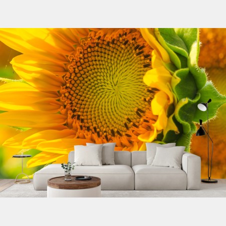 Fototapete sonnenblume nahaufnahme – Pixers®