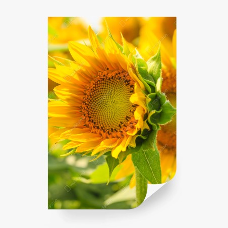 Fototapete sonnenblume nahaufnahme – Pixers®