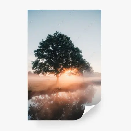 Fototapete nebeliger sonnenaufgang am eichenbaum – Pixers®