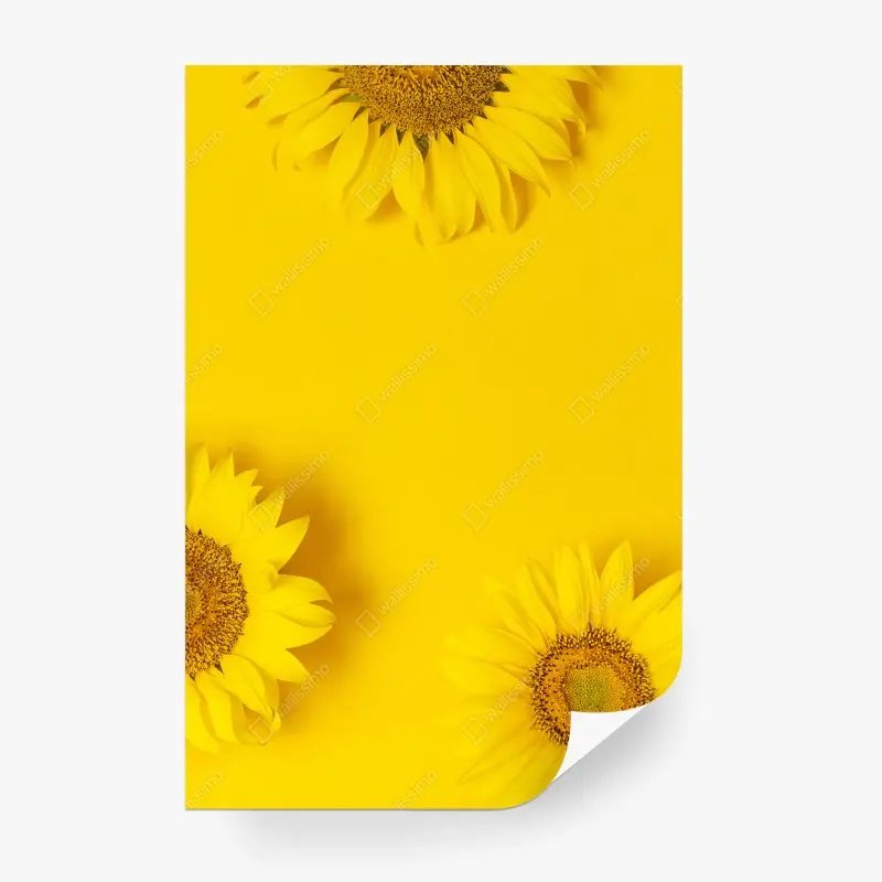 Fototapete drei sonnenblumen auf gelbem hintergrund