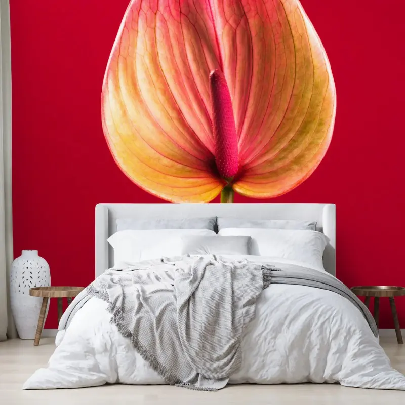 Fototapete elegantes anthurium vor rotem hintergrund
