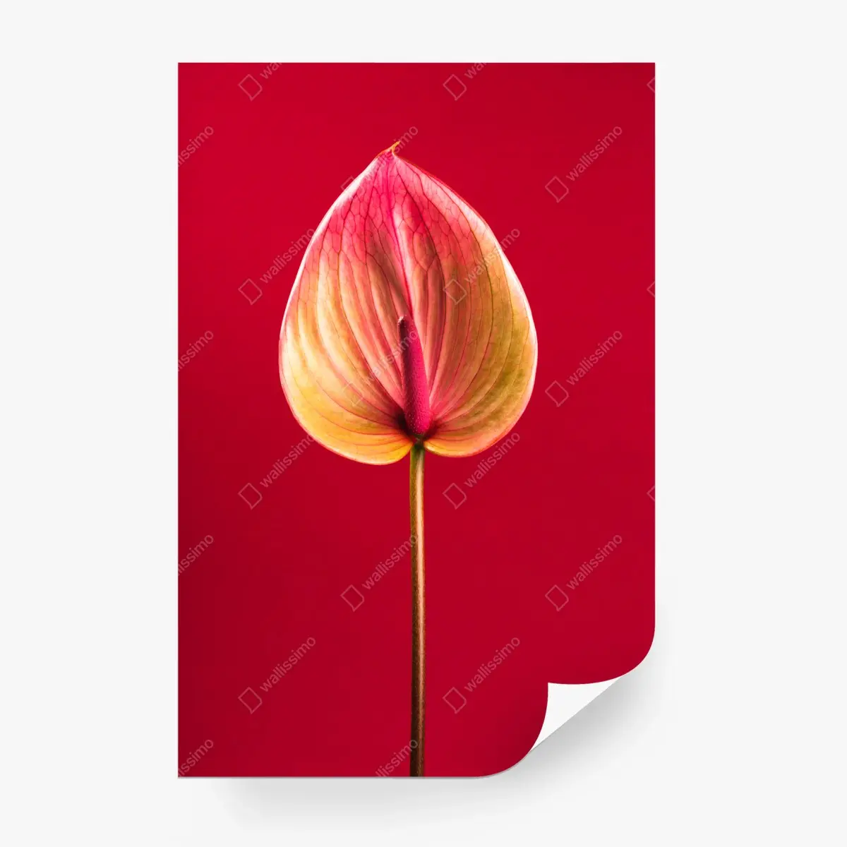 Fototapete elegantes anthurium vor rotem hintergrund – Pixers®