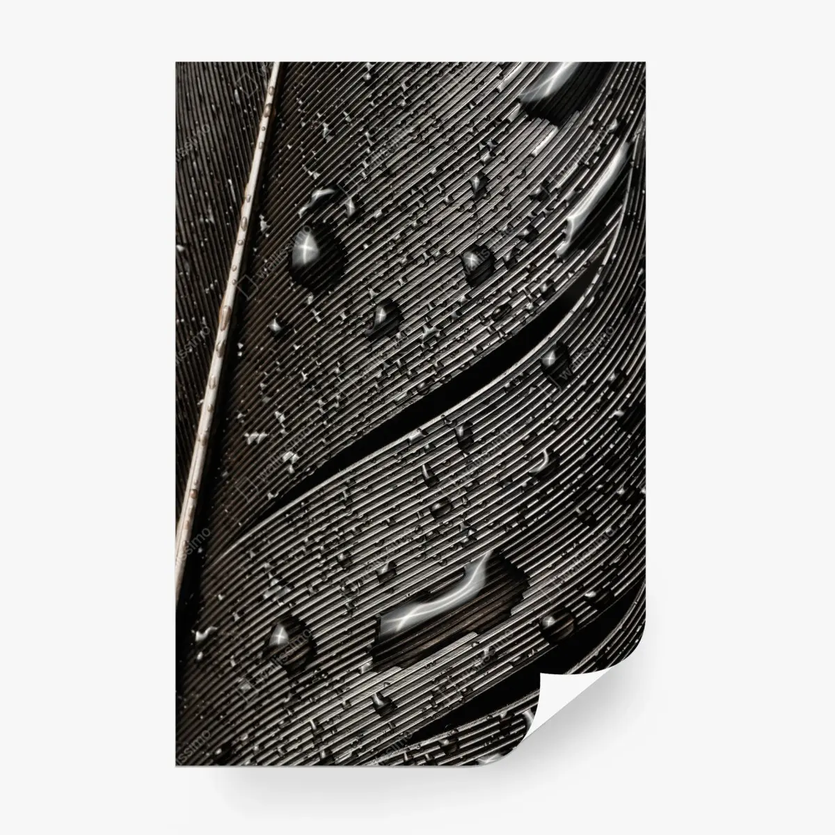 Fototapete monochrome feder mit wassertropfen – Pixers®
