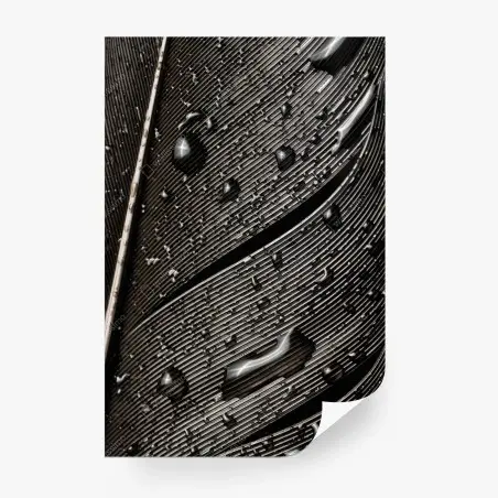 Fototapete monochrome feder mit wassertropfen – Pixers®