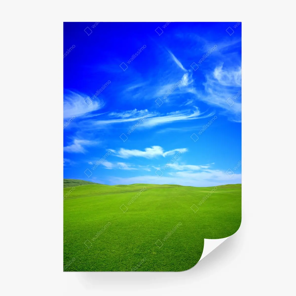 Fototapete grüne wiese unter blauem himmel – Pixers®