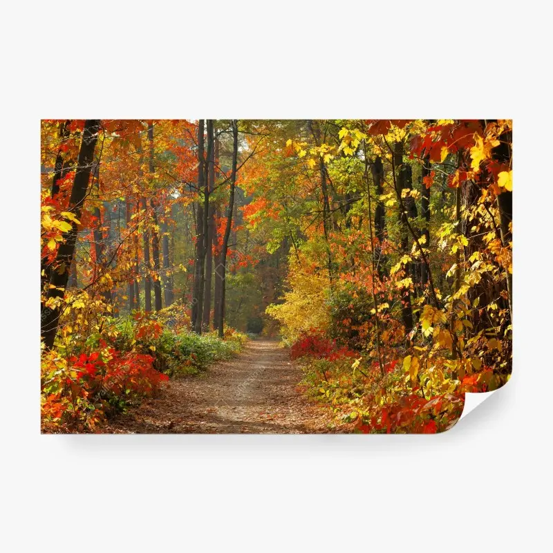 Fototapete herbstlicher waldpfad im goldenen licht