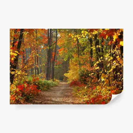 Fototapete herbstlicher waldpfad im goldenen licht – Pixers®