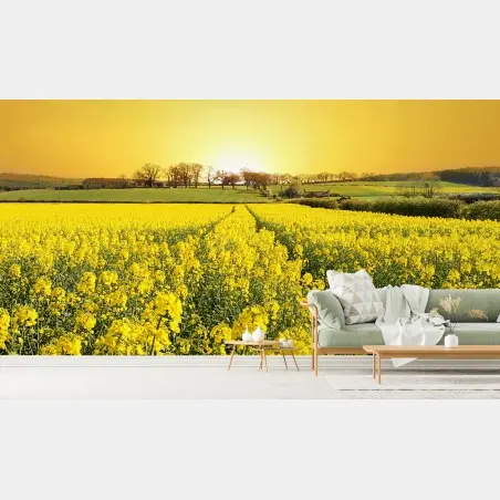 Fototapete goldenes rapsfeld bei sonnenuntergang – Pixers®
