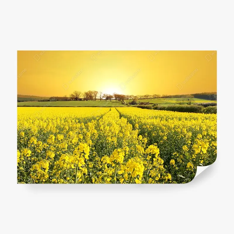 Fototapete goldenes rapsfeld bei sonnenuntergang