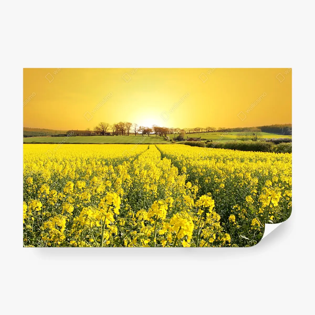 Fototapete goldenes rapsfeld bei sonnenuntergang – Pixers®
