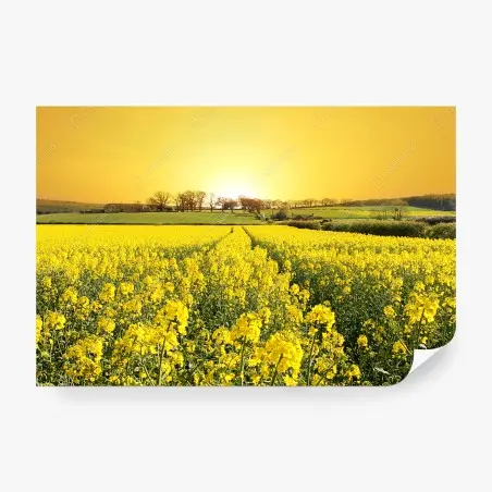 Fototapete goldenes rapsfeld bei sonnenuntergang – Pixers®