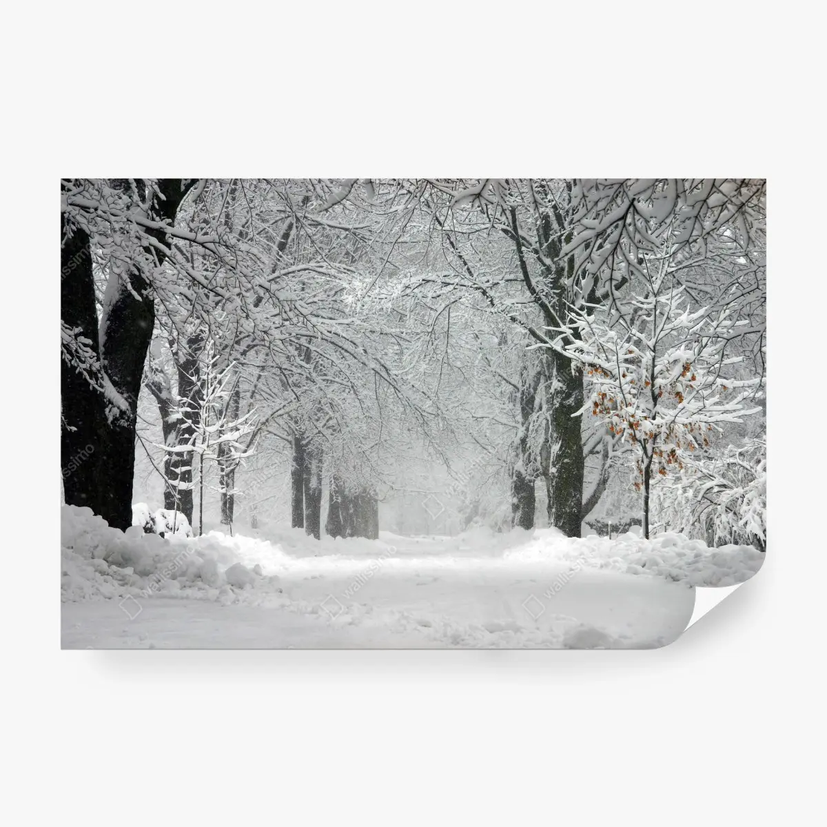 Fototapete ruhiger winterwaldweg – Pixers®