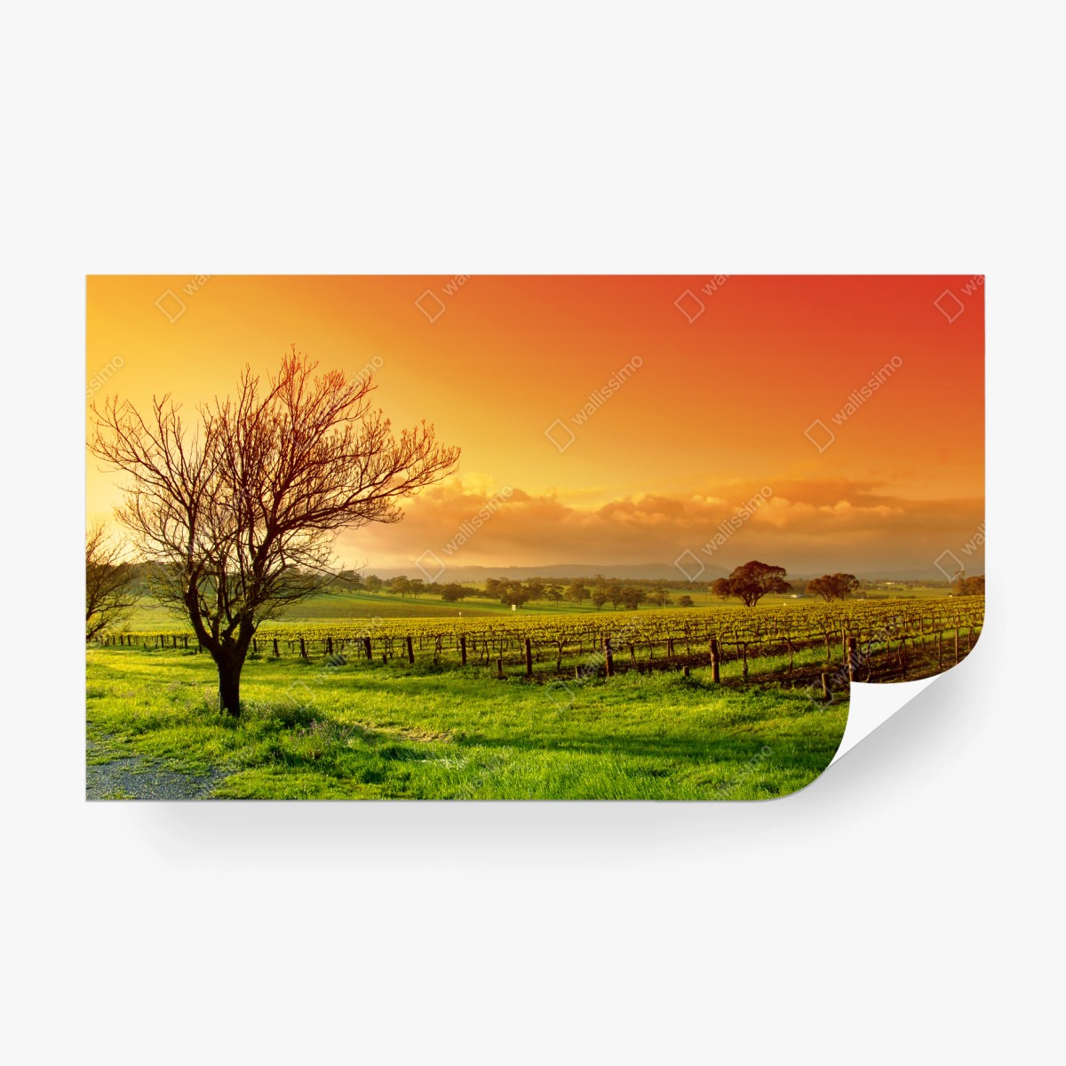 Fototapete sonnenaufgang über dem weinberg – Pixers®