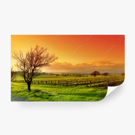 Fototapete sonnenaufgang über dem weinberg – Pixers®