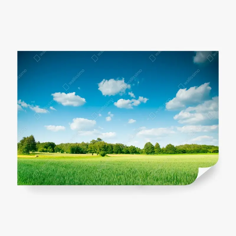 Fototapete sonnige sommerwiese unter klarem blauem himmel