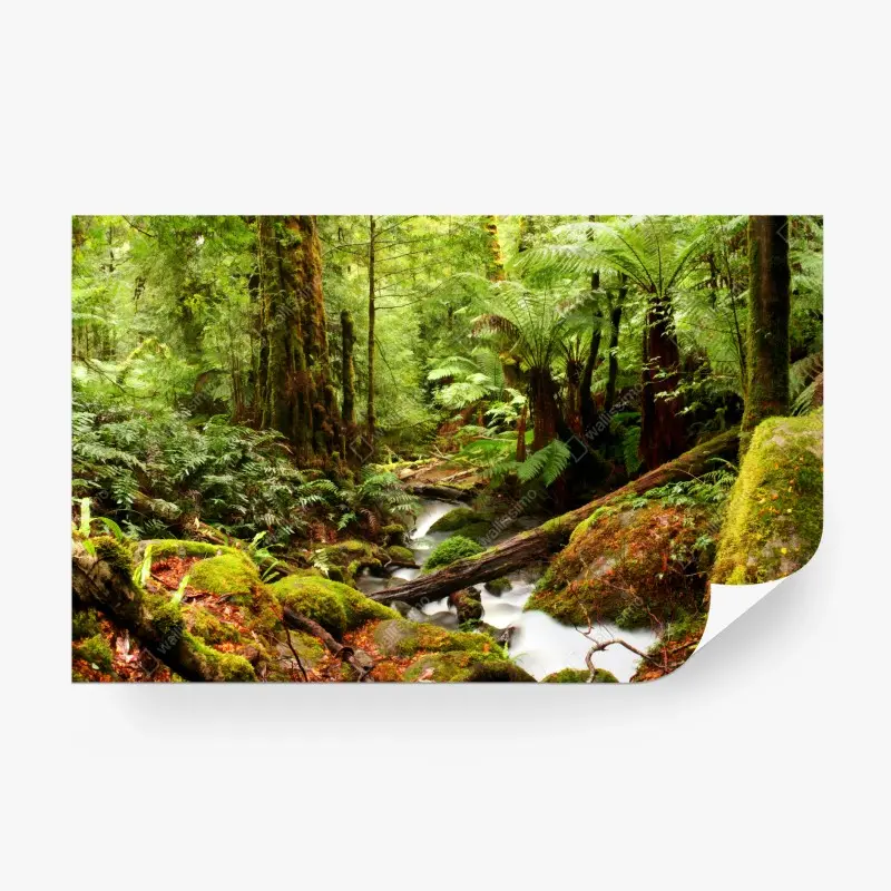 Fototapete üppiger moosbewachsener regenwaldbach in Victoria