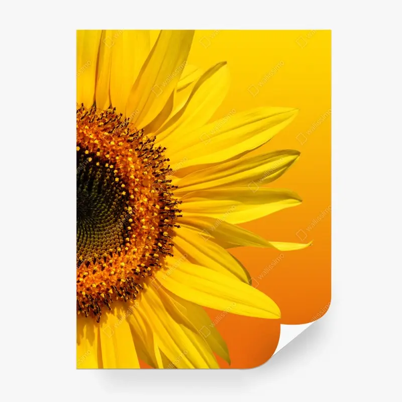Fototapete leuchtende sonnenblume auf gelbem hintergrund