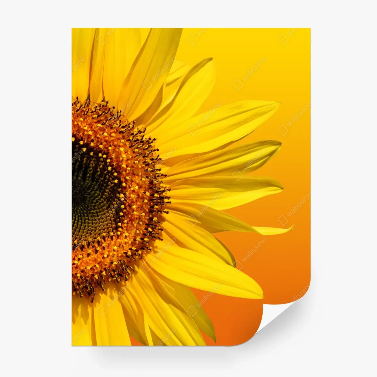 Fototapete leuchtende sonnenblume auf gelbem hintergrund – Pixers®