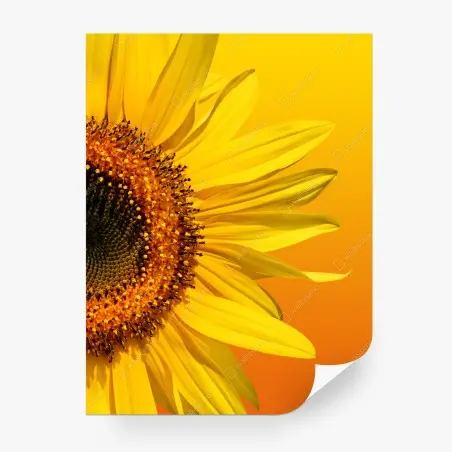Fototapete leuchtende sonnenblume auf gelbem hintergrund – Pixers®