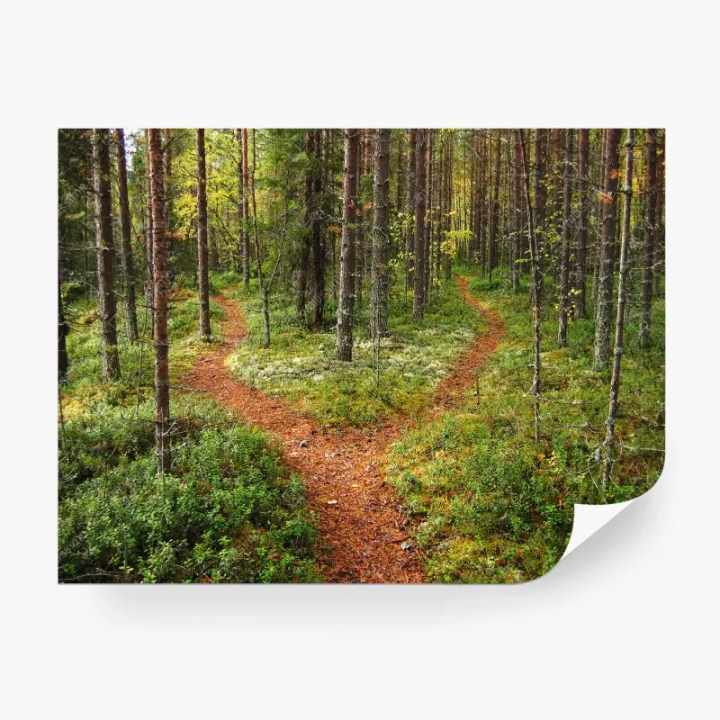 Fototapete ruhiger waldpfad im kiefernwald