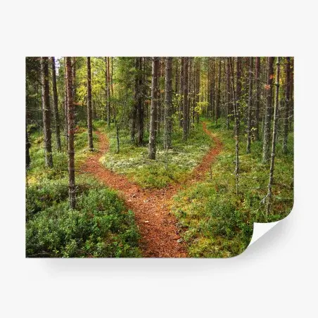 Fototapete ruhiger waldpfad im kiefernwald – Pixers®
