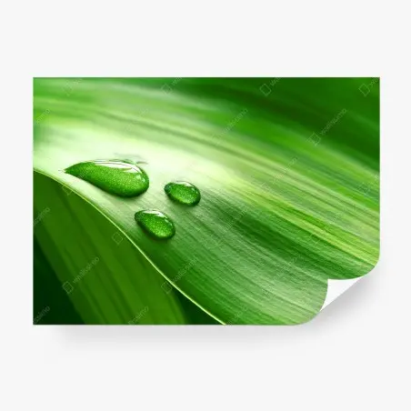 Fototapete frisches grünes blatt mit tauperlen – Pixers®