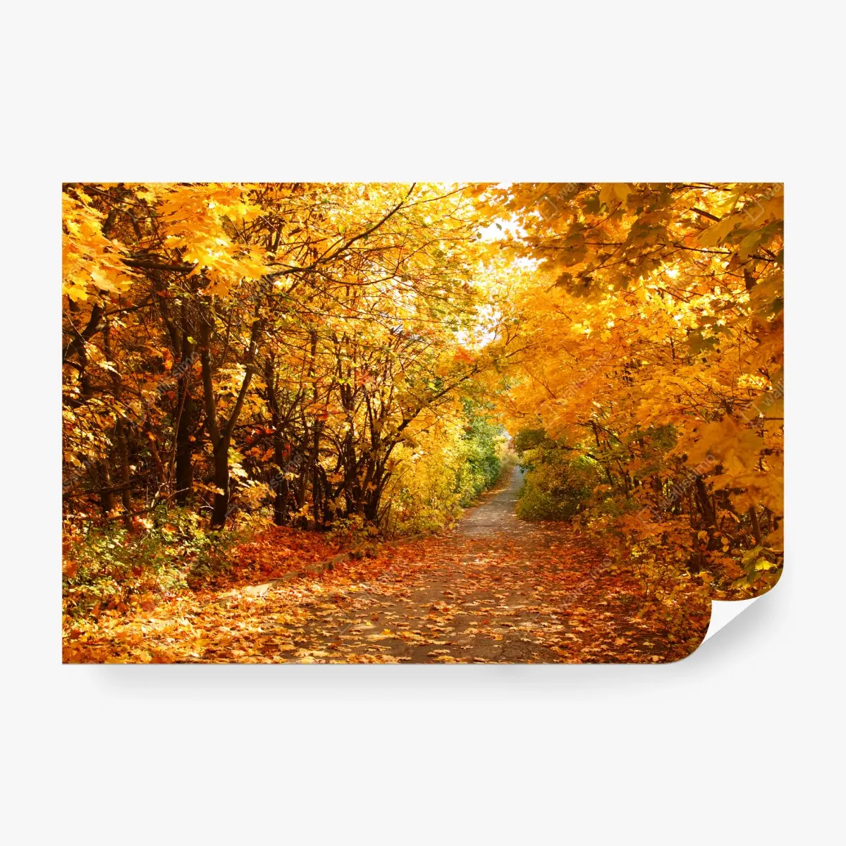 Fototapete goldener herbstweg durch die bäume – Pixers®