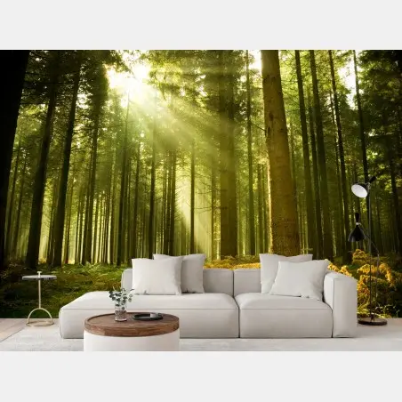 Fototapete sonnenbeschienener kiefernwald – Pixers®