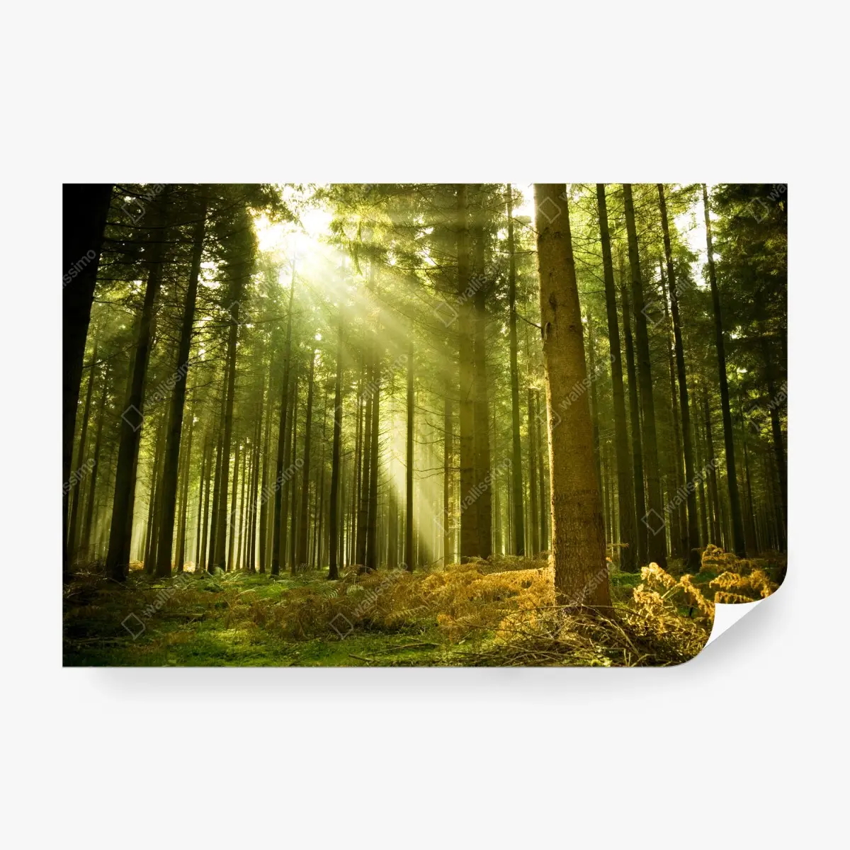 Fototapete sonnenbeschienener kiefernwald – Pixers®