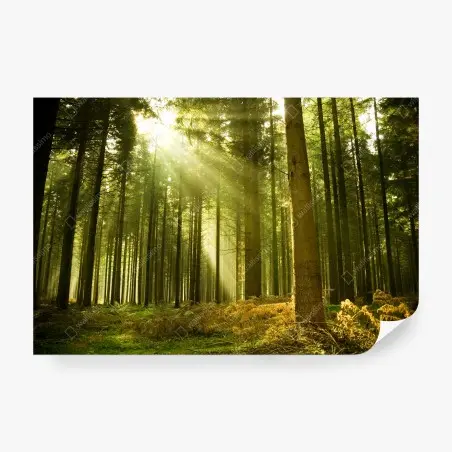 Fototapete sonnenbeschienener kiefernwald – Pixers®