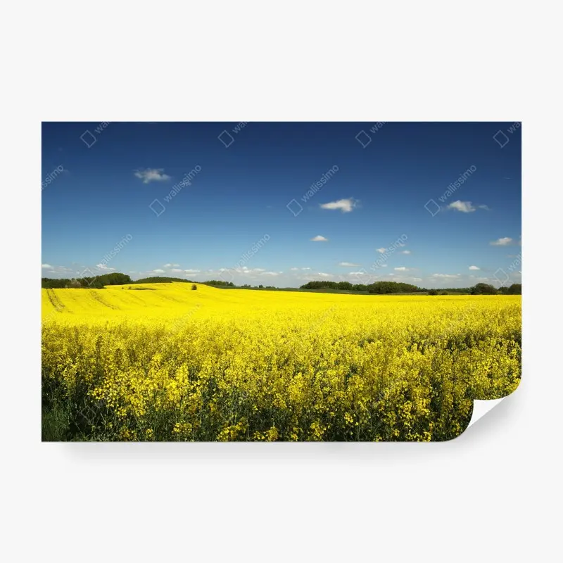 Fototapete weites gelbes rapsfeld unter blauem himmel