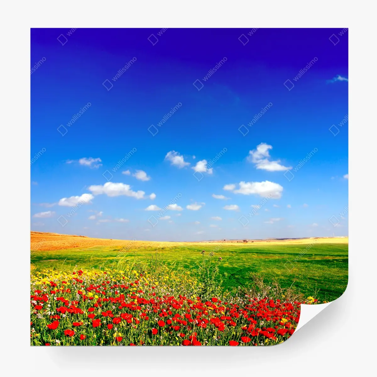 Fototapete lebhafte mohnwiese unter blauem himmel – Pixers®