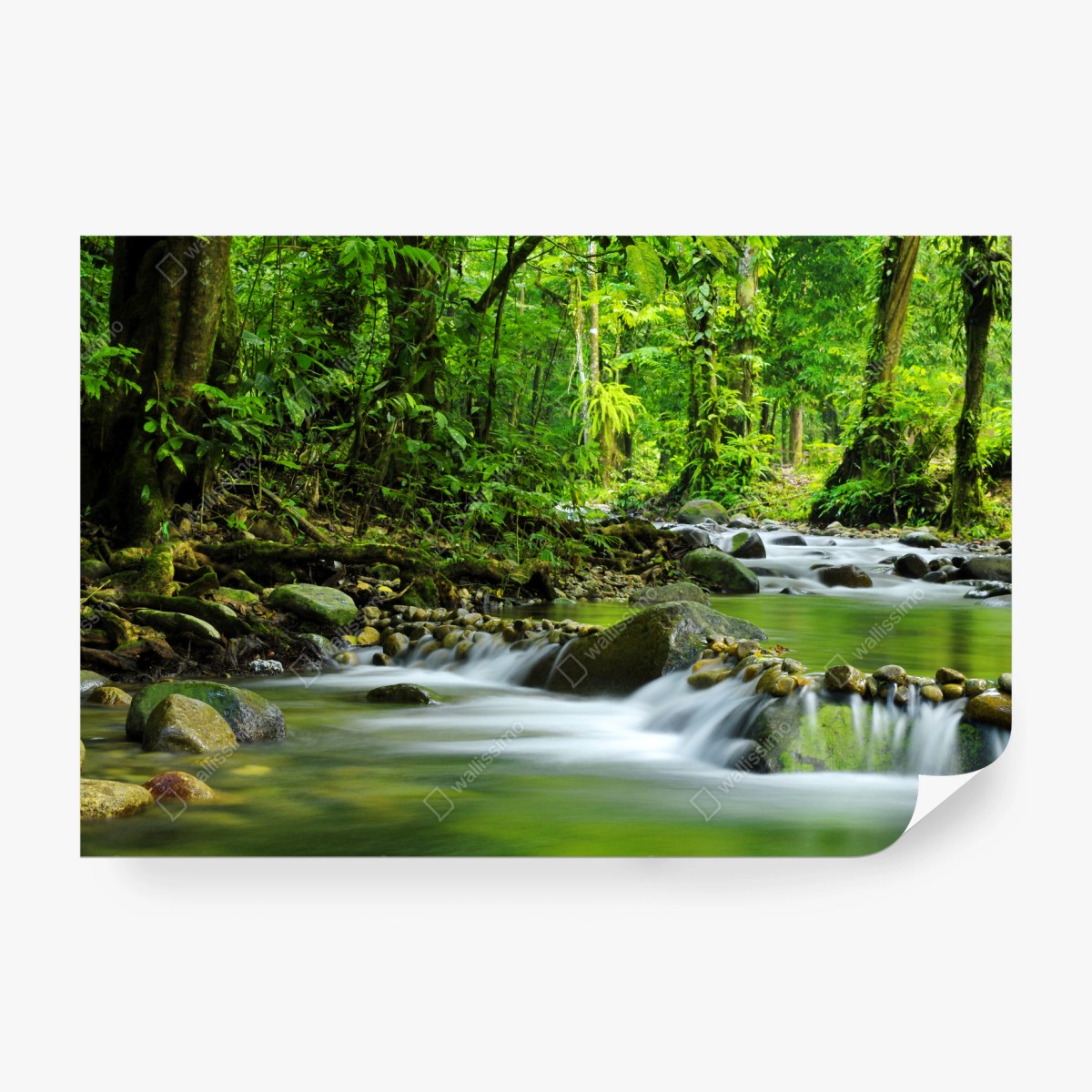 Fototapete ruhiger waldbachlauf – Pixers®