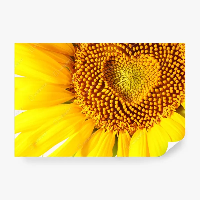 Fototapete sonnenblume mit herzförmiger mitte