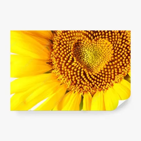 Fototapete sonnenblume mit herzförmiger mitte – Pixers®