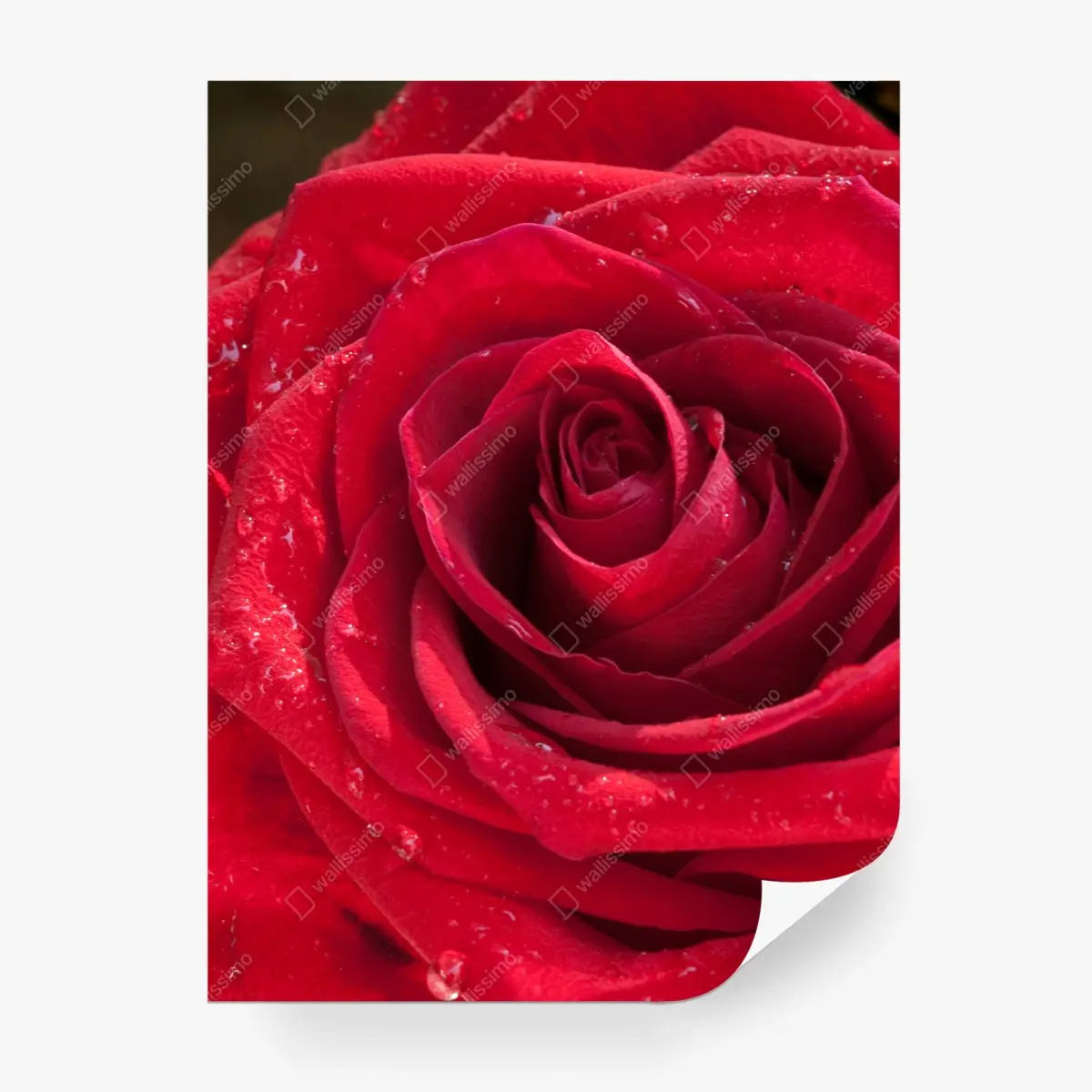Fototapete rote rose nahaufnahme mit wassertropfen – Pixers®