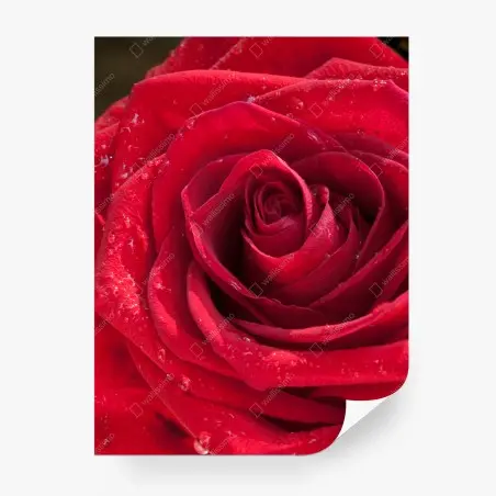 Fototapete rote rose nahaufnahme mit wassertropfen – Pixers®